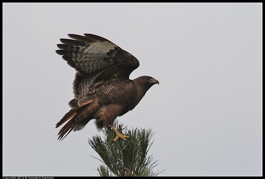 
Red-tailed Hawk  - Vollmer Peak, Tilden Park, Berkeley, Ca - Nov 14

