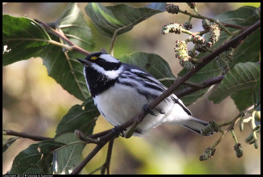 
Black-throated Gray Warbler - Emeryville, Ca - Dec 9
