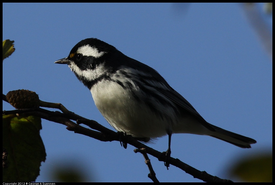 
Black-throated Gray Warbler - Emeryville, Ca - Dec 9

