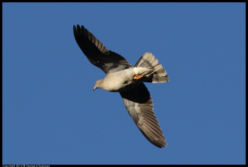 
Band-tailed Pigeon - Jewel Lake, Tilden Park, Berkeley, Ca -  Dec 10
