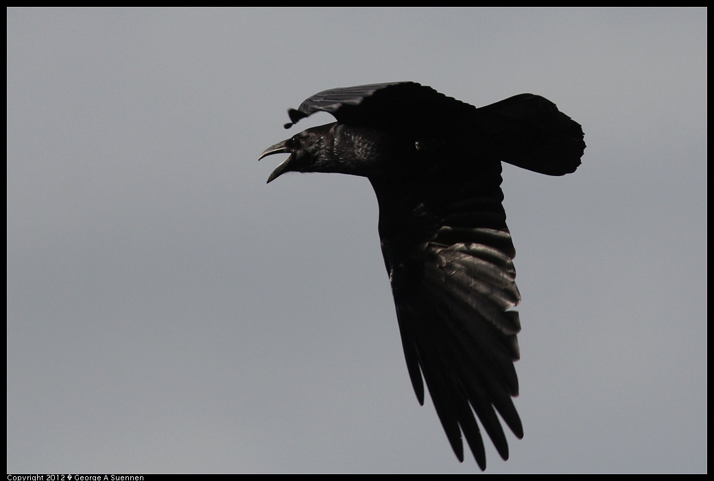
Common Raven - Berkeley Shoreline, Berkeley, Ca - Dec 20

