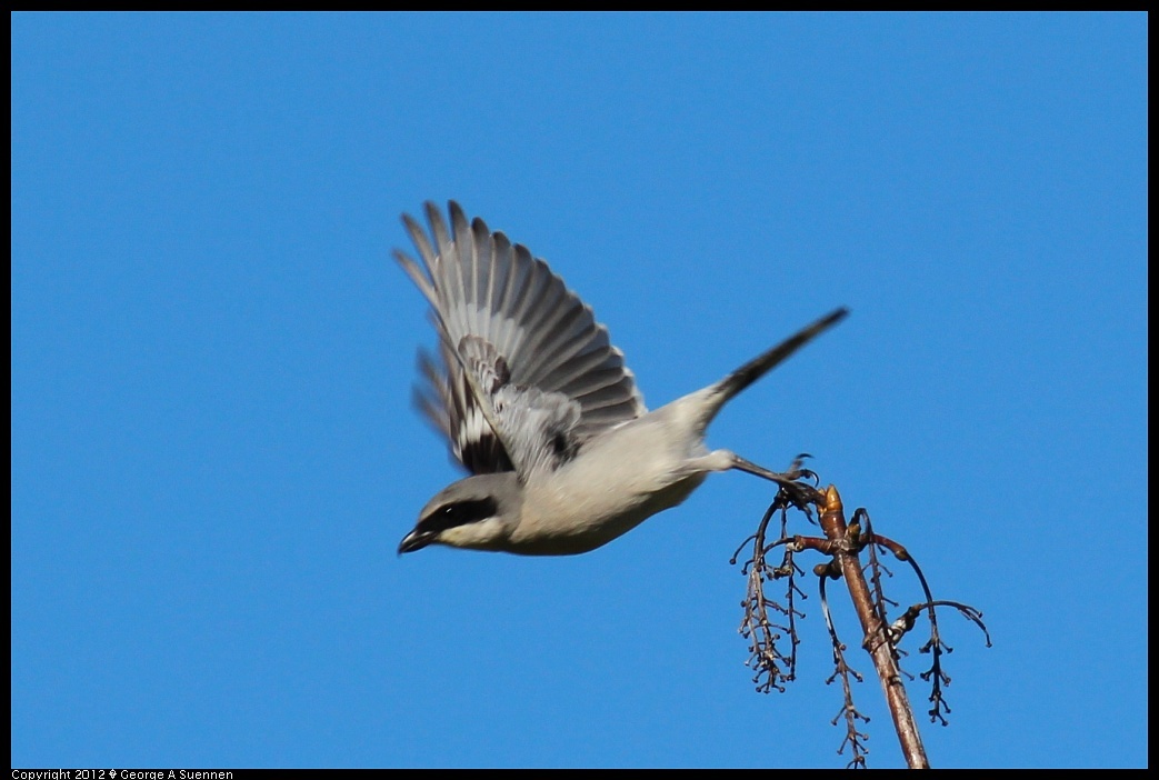 
Loggerhead Shrike - Coyote Hills, Fremont, Ca - Dec 27
