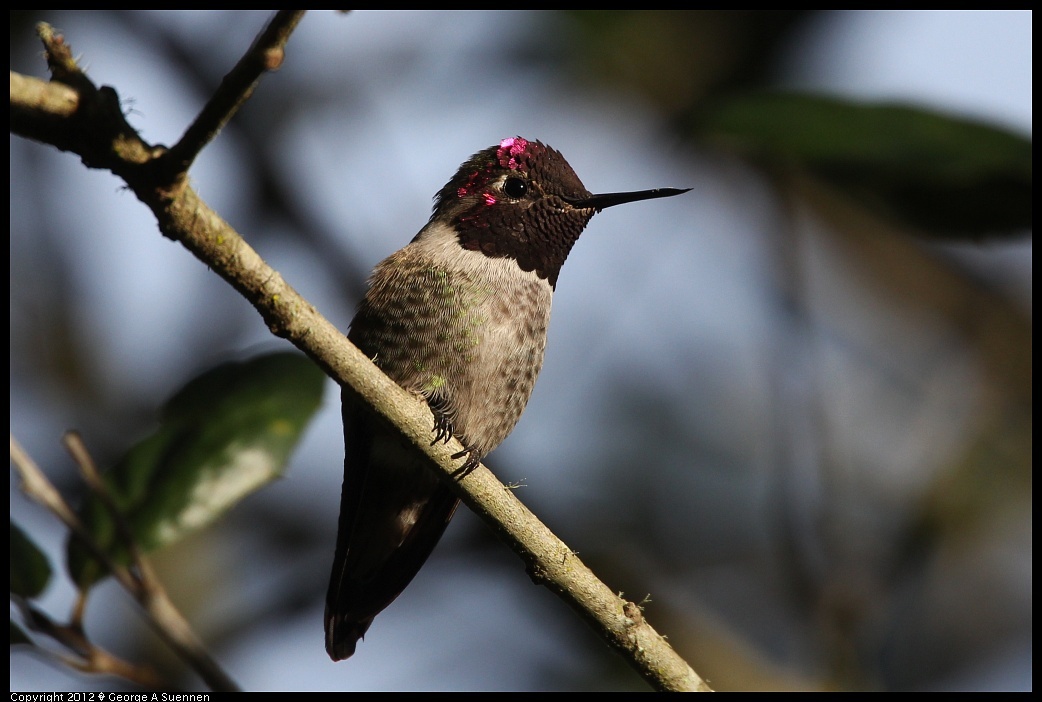 
Anna's Hummingbird - Goldengate Park, SF, Ca - Dec 31
