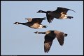 
Canada Geese - Eastshore Park, Albany, Ca - Jan 15
