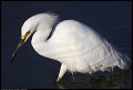 
Snowy Egret - East Bay Shoreline, Richmond, Ca - Feb 16
