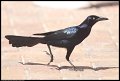 
Great-tailed Grackle - Cozumel, Mexico - Feb 21
