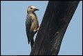 
Red-bellied Woodpecker - Costa Maya, Mexico - Feb 22
