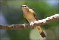 
American Redstart - Roatan, Honduras - Feb 23
