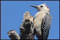 
Golden Fronted Woodpecker - Roatan, Honduras - Feb 23
