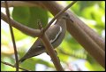 
White-winged Dove - Grand Cayman Island - Feb 24
