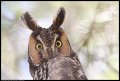 
Long-eared Owl - Mercey Hot Springs, Ca - Mar 9
