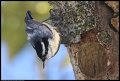 
Red-breasted Nuthatch - Berkeley, Ca - Mar 4
