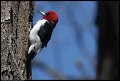 
Red-headed Woodpecker - Lake Roland, Md - Apr 9
