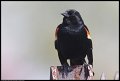 
Red-winged Blackbird - Lake Druid. Md - Apr 9
