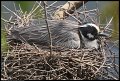 
Red-winged Blackbird - Lake Druid, Md - Apr 9

