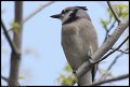 
Blue Jay, Ft Smallwood Park, Md - Apr 10
