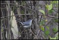 
Blue-gray Gnatcatcher, Ft Smallwood Park, Md - Apr 10
