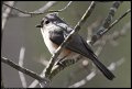 
Tufted Titmouse - Blackwater NWR, Md - Apr 12
