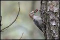 
Red-bellied Woodpecker - Blackwater NWR, Md - Apr 12
