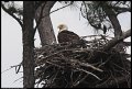 
Bald Eagle - Blackwater NWR, Md - Apr 12
