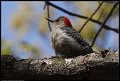 
Red-bellied Woodpecker - Truxton Park, Annapolis, Md - Apr 13
