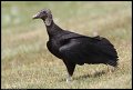 
Black-headed Vulture - Richtie Highway,  Md - Apr 14

