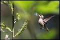 
Anna's Hummingbird - Canyon Trail, El Cerrito, Ca - Apr 21
