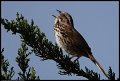 
Song Sparrow - Aquatic Park, Berkeley, Ca - May 2
