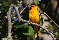 
Bullock's Oriole - Old Borges Ranch, Walnut Creek, Ca - May 28
