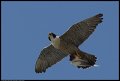 
Peregrine Falcon - Oakland, Ca - May 30
