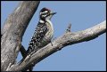 
Downy Woodpecker - Coyote Hills Park, Fremont Ca - Jun 2
