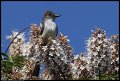 
Ash-throated Flycatcher - Coyote Hills Park, Fremont, Ca - Jun 2

