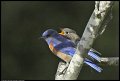 
Western Bluebird w/Fledgling - El Cerrito, Ca - Jun 16
