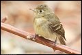 
Pacific-slope Flycatcher - East Wash, SF, Ca - Sept 29
