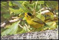 
Wilson's Warbler - Albany Hill, Albany, Ca - Oct 5
