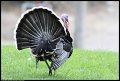 
Wild Turkey  - Vollmer Peak, Tilden Park, Berkeley, Ca - Oct 18
