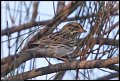 
Savannah Sparrow - Landfill Loop, Richmond, Ca - Nov 24
