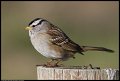 
White-crowned Sparrow - Berkeley Shoreline, Berkeley, Ca - Dec 20
