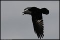 
Common Raven - Berkeley Shoreline, Berkeley, Ca - Dec 20
