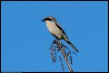 
Loggerhead Shrike - Coyote Hills, Fremont, Ca - Dec 27
