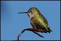 
Anna's Hummingbird - Coyote Hills, Fremont, Ca - Dec 27
