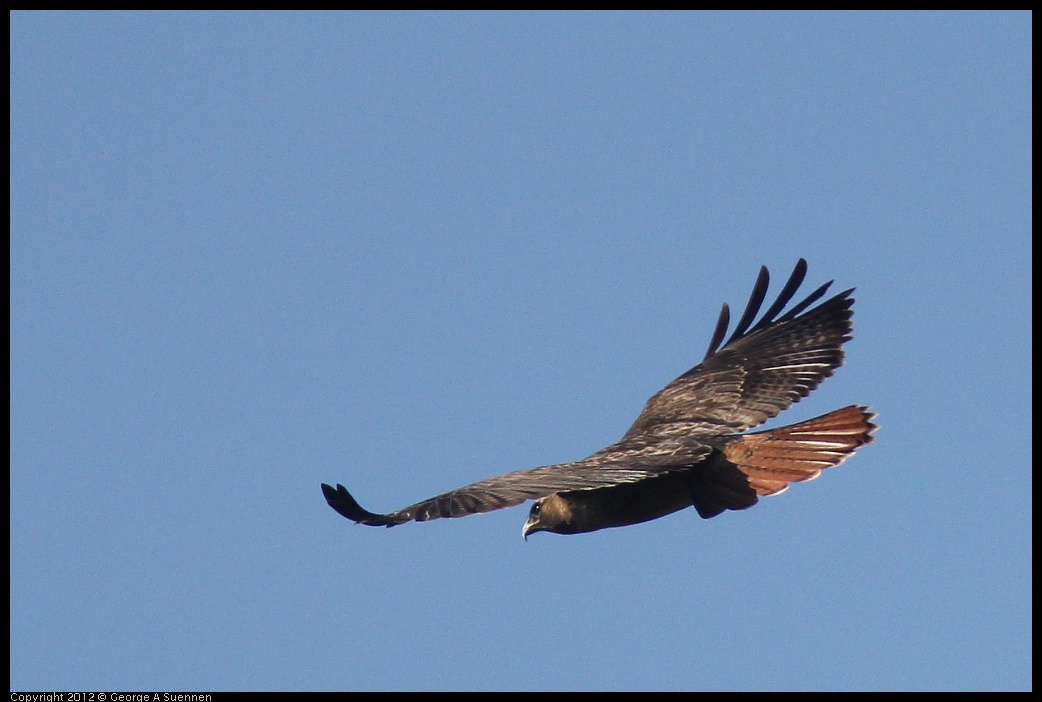 0101-135911-01.jpg - Red-tailed Hawk