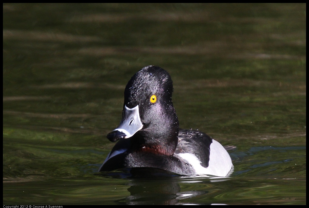 0101-142723-01.jpg - Ring-necked Duck