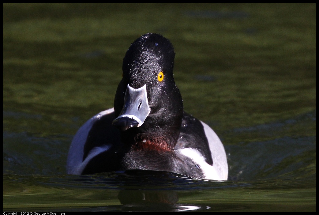 0101-142734-01.jpg - Ring-necked Duck
