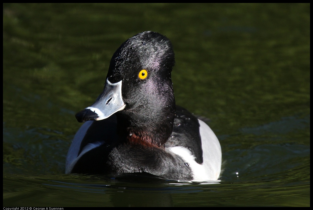0101-142739-02.jpg - Ring-necked Duck