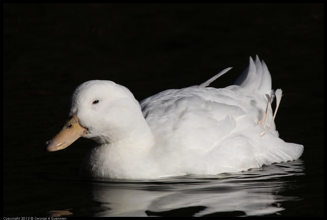 0101-142840-01.jpg - White Duck