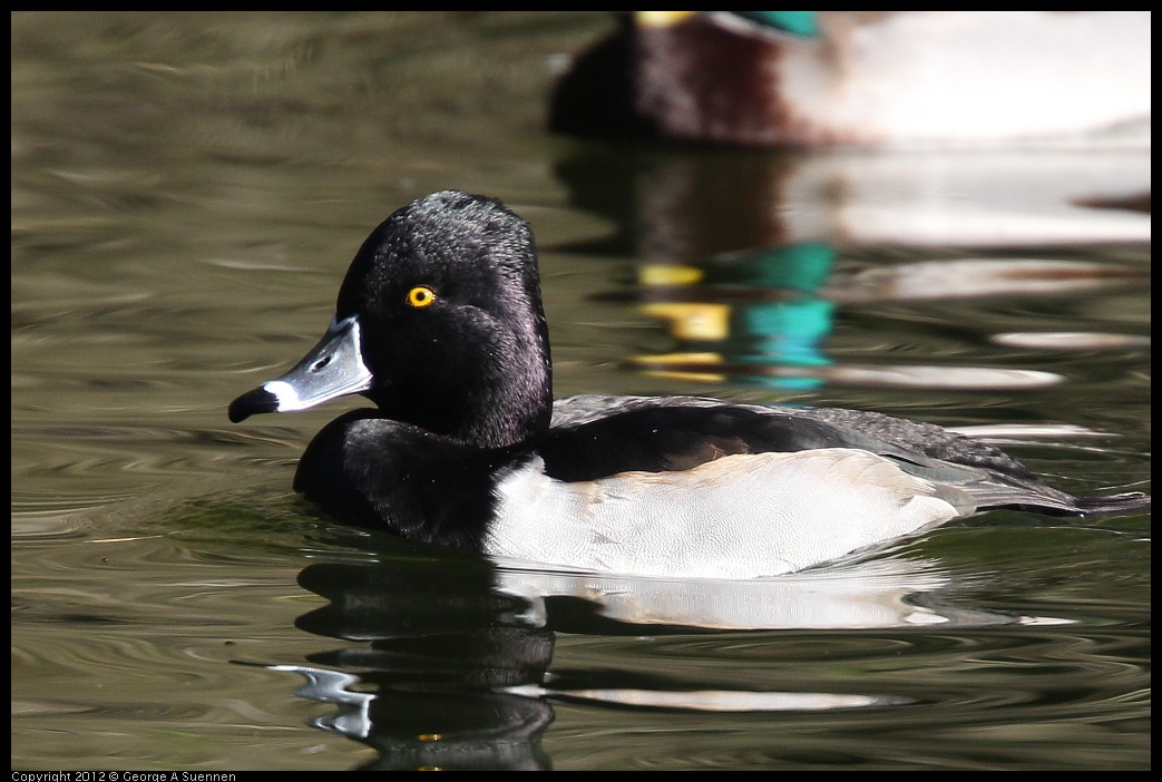 0101-142938-03.jpg - Ring-necked Duck