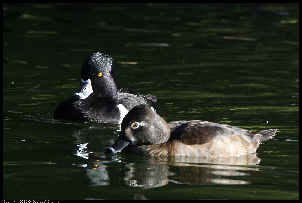 0101-142955-01.jpg - Ring-necked Duck