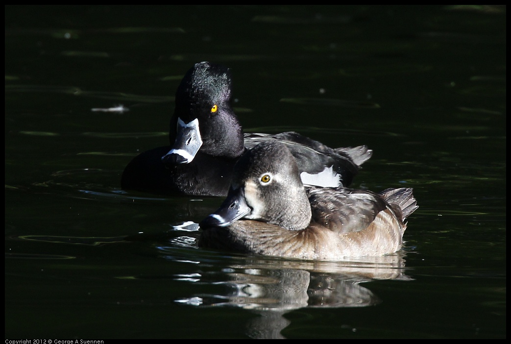 0101-142957-02.jpg - Ring-necked Duck