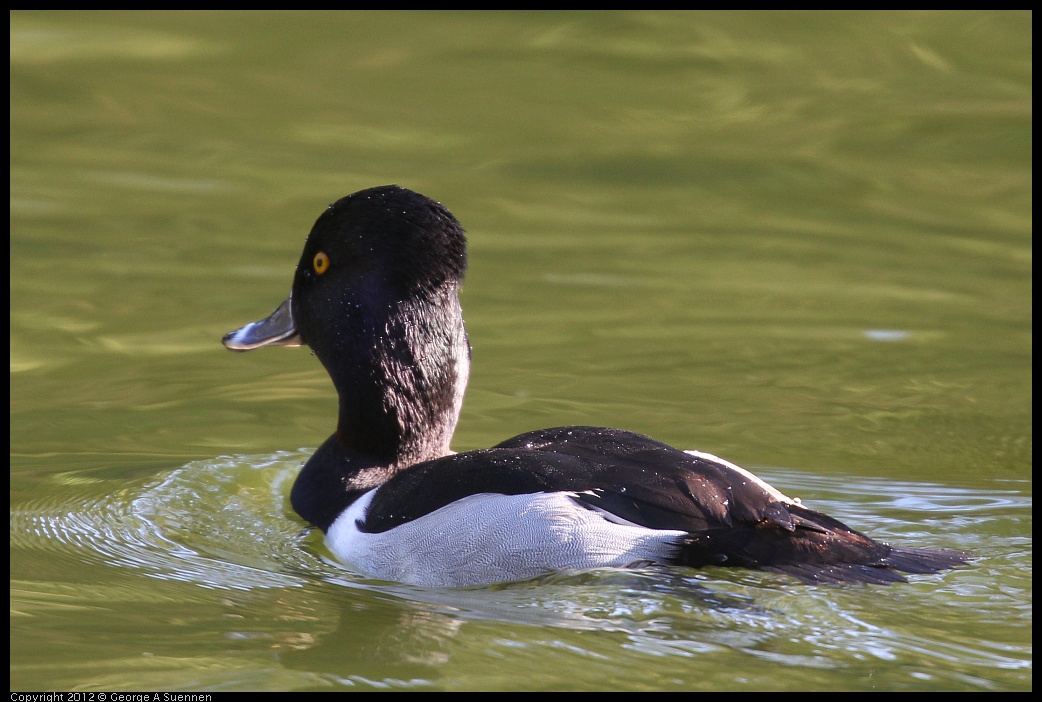 0101-143031-01.jpg - Ring-necked Duck